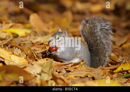 Graue Eichhörnchen mit Kastanien im Herbst Victoria British Columbia Kanada Stockfoto