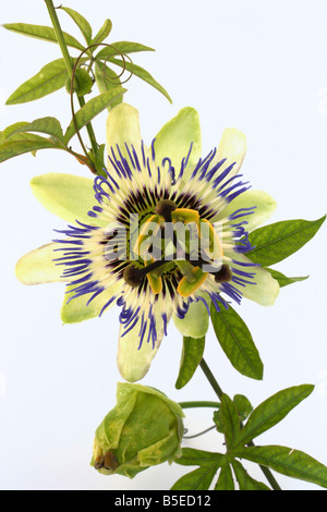 Passiflora coerulea Stockfoto