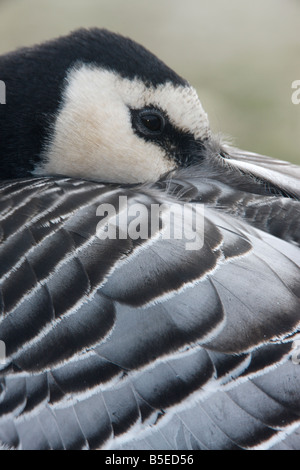 Nonnengans Branta Leucopsis Kopf Detail Schottland winter Stockfoto