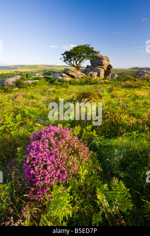 Bell Heather und Adlerfarn auf Sommer festmachen Sattel Tor Dartmoor National Park Devon England Stockfoto