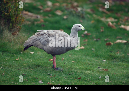 Cape kargen Gans Cereopsis Novaehollandiae stammt aus South Australia Stockfoto