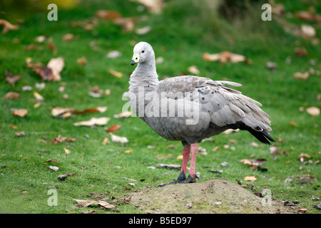 Cape kargen Gans Cereopsis Novaehollandiae stammt aus South Australia Stockfoto