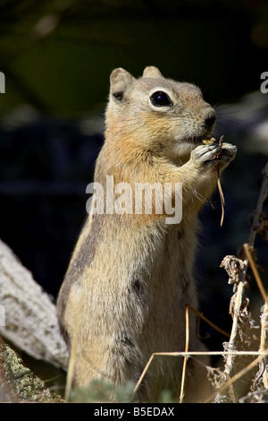 Golden-Jaguaren Eichhörnchen (Citellus Lateralis) sitzen und Essen, Rocky Mountain Nationalpark, Colorado, USA, Nordamerika Stockfoto