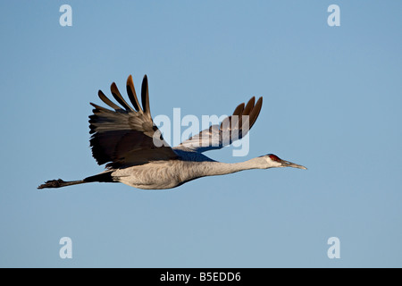 Sandhill Kran (Grus Canadensis) im Flug, Bosque Del Apache National Wildlife Refuge, New Mexico, USA, Nordamerika Stockfoto