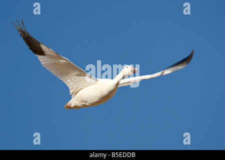 Schneegans (Chen Caerulescens) im Flug, Bosque Del Apache National Wildlife Refuge, New Mexico, USA, Nordamerika Stockfoto