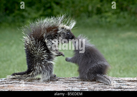 Stachelschwein (Erethizon Dorsatum) in Captitvity, Mutter und junge Angesicht zu Angesicht, Sandstein, Minnesota, USA Stockfoto