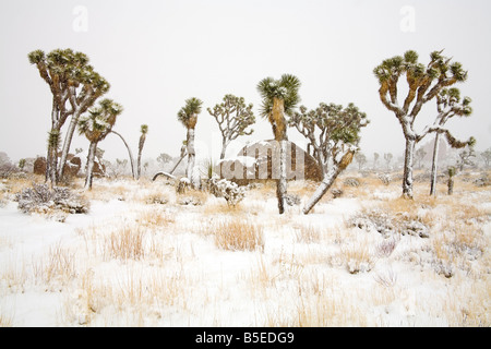 Seltene Winter Schneefall, Joshua Tree Nationalpark, Kalifornien, USA, Nordamerika Stockfoto