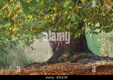 Buchen Sie einen Baum am Rande von Shearwater Lake, Longleat Estate, Wiltshire, Großbritannien Stockfoto