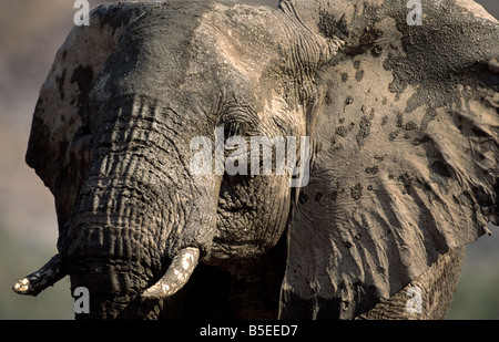 Afrikanischer Elefant, Hoarusib, Kunene, namibia Stockfoto