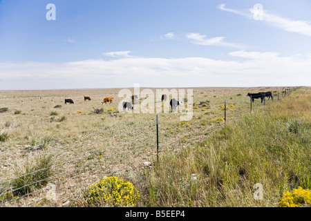 Rinderherde auf Wiese in Arizona, USA Stockfoto