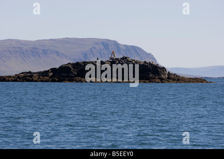 Vögel und Klippen in der Nähe von Flatey in Breidafjördur Stockfoto