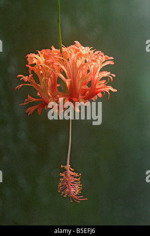 Hibiskusblüte oder japanische Laterne Hibiscus schizopetalus Stockfoto