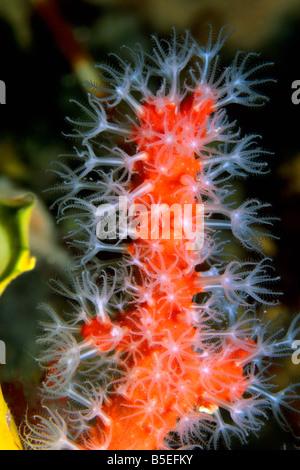 Kostbare Korallen, rote Koralle (Corallium Rubrum), in Nahaufnahme zeigt die Polypen erweitert Stockfoto