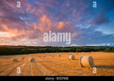 Kreisförmige Heuballen zur Erntezeit in einer mittleren Devon Feld England Stockfoto