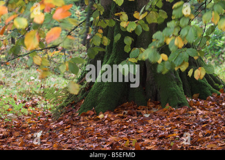 Waldboden mit moosbedecktem Baumstamm und gestürzten goldenen Blättern an einem windigen Tag im Oktober, Großbritannien Stockfoto