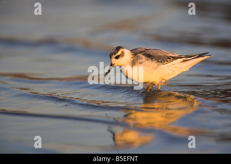 Grey Phalarope Phalaropus Fulicarius Fütterung entlang Küste bei Sonnenuntergang mit Reflexion an Cheddar Reservoir, Somerset im Oktober Stockfoto