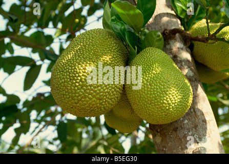 Jackfrucht Jak Frucht auf einem Baum im Mekong-Delta Bereich Vietnam Indochina Südost-Asien Asien Stockfoto