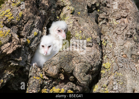 Schleiereule (Tyto Alba) Küken, in Gefangenschaft, Cumbria, England, Europa Stockfoto