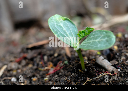 Luffa Aegyptiaca (ägyptische Luffa) Sämling im Bio-Garten Stockfoto