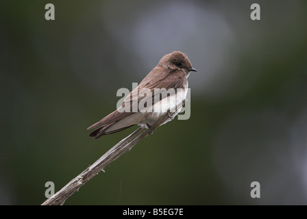 Nördlichen rauh-winged schlucken Stelgidopteryx Serripennis thront am Ende der Filiale am stillgelegten Steinbruch in der Nähe von Port Renfrew im Mai Stockfoto