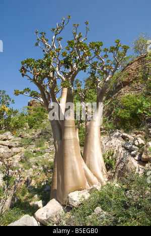 Flaschenbaum Wüste stieg Adenium Obesum endemisch auf der Insel in der Nähe von Hadibu, Insel Sokotra, Jemen, Nahost Stockfoto