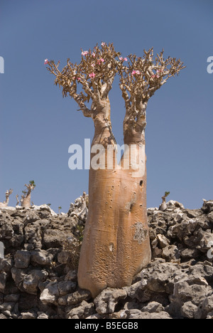 Flaschenbaum Wüste stieg Adenium Obesum endemisch auf der Insel Diksam Plateau central Socotra Island Jemen Middle East Stockfoto