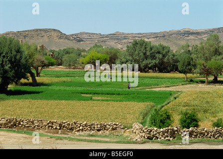 Felder von Mischkulturen bewässert durch Pumpe Brunnen, Farawah, Nord-Jemen, Nahost Stockfoto