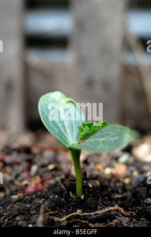 Luffa Aegyptiaca (ägyptische Luffa) Sämling im Bio-Garten Stockfoto