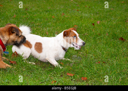 Jack-Russell-Terrier & Border Terrier im Park wartet ein Ball geworfen werden Stockfoto
