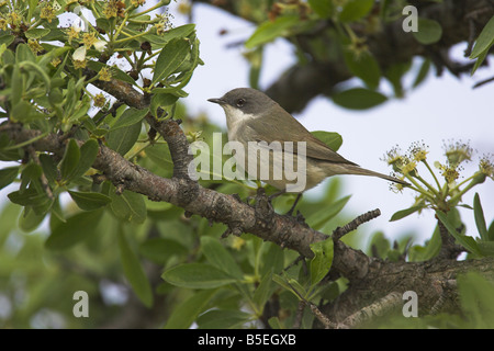 Lesser Whitethroat Sylvia Curruca thront im dichten Busch Petra, Lesbos, Griechenland im April. Stockfoto