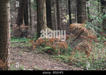 Unterholz auf den Longleat Estate, Warminster, Wiltshire Stockfoto