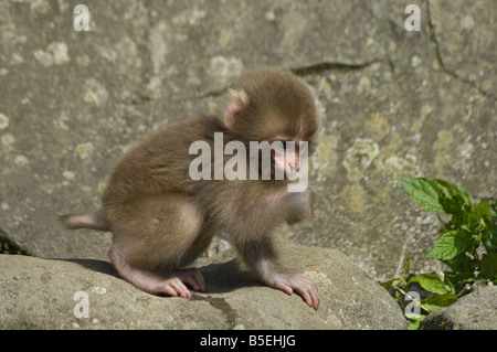 Neugeborenen japanischen Makaken oder Schnee Affe Macaca Fuscata Jigokudani Monkey Park Shiga Höhen Insel Honshu, Japan Stockfoto