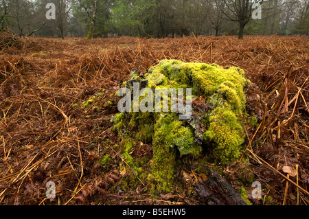 Moose und Flechten auf alten Baumstumpf im New Forest im Winter mit Toten bracken Stockfoto