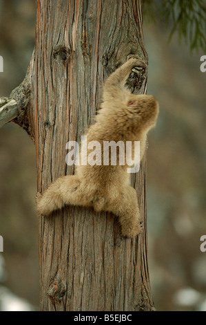 Japanischen Makaken oder Schnee Affe Macaca Fuscata Klettern Tree Serie 3 von 3 Stockfoto