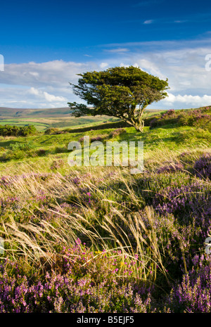 Vom Wind verwehten Baum auf Porlock Common im Sommer Exmoor Nationalpark Somerset England Stockfoto