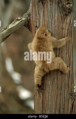 Japanischen Makaken oder Schnee Affe Macaca Fuscata Klettern Tree Serie 2 von 3 Stockfoto