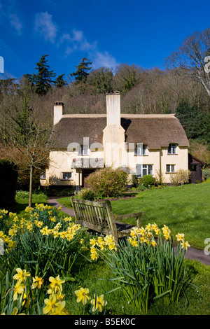 Reetdachhaus und Narzissen im Exmoor Dorf Selworthy Somerset England Stockfoto