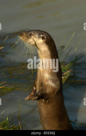 Alert europäischer Fischotter Lutra Lutra aufsteht Schnurrhaare oder Tasthaare zeigen Stockfoto