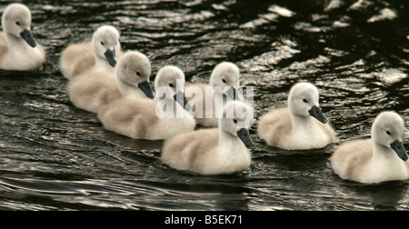 Schwan (Cygnus Olor) Cygnets stumm Stockfoto