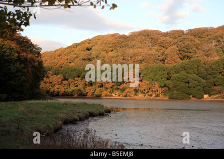 Die Ufer des Flusses bei Ebbe in der Nähe von Pencalenick auf der Tresillian Fluss Pfarrei ST Clement Truro Cornwall England UK Stockfoto