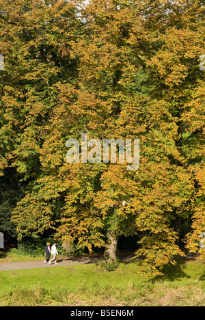 Paar Weg durch Bäume im Avenham Park Preston Stockfoto