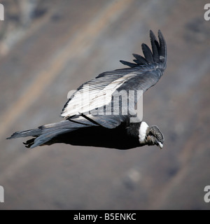 Erwachsene männliche Condor während des Fluges in den Colca Canyon in der Nähe von Arequipa, Peru Stockfoto