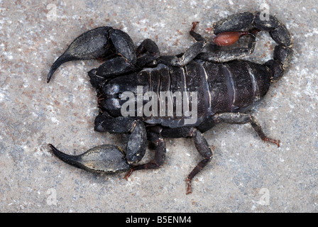 Scorpiops Leptochirus Familie: EUSCORPIONIDAE. Eine Spezies, die auf die Wälder des NE Indien beschränkt. SELTENE Stockfoto