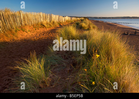 Wildblumen und Gräser wachsen entlang der Küste neben klapprigen alten Zäunen auf den Dünen in Dawlish Warren im Morgengrauen Devon UK Stockfoto