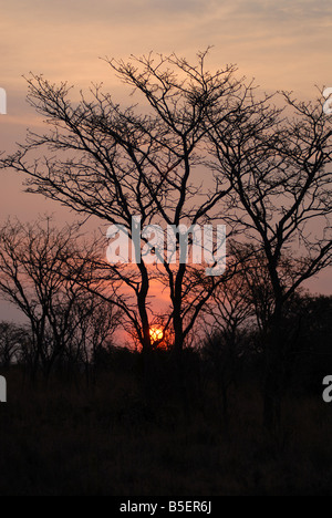 Sonne in der Waterberg Reserve in Südafrika. Eva-Lotta Jansson Stockfoto