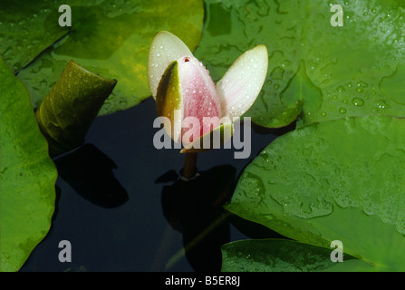 Seerose Blume Öffnen der Knospe beginnen, öffnen Sie 1 von 3 Stockfoto