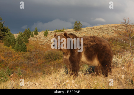 Grizzly bear Stockfoto
