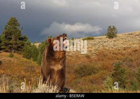 Grizzly bear Stockfoto