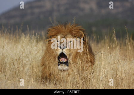 Löwen in langen Rasen Stockfoto