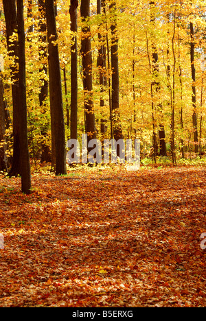 Bunte sonnigen Herbst Wald mit abgefallenen Blättern bodenbedeckend Stockfoto